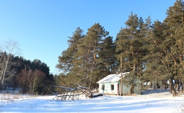 Лесная сказка