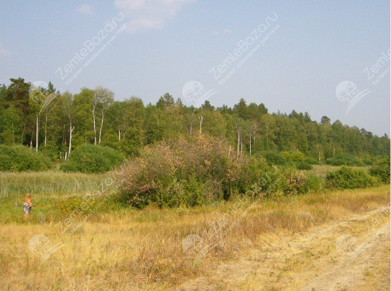 Фото Малиновый куст 2
