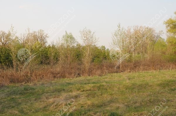 Фото Сосновый 10