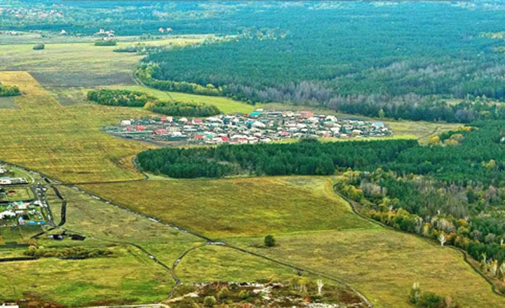 Сосны