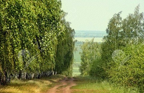 Фото Стрижи 3