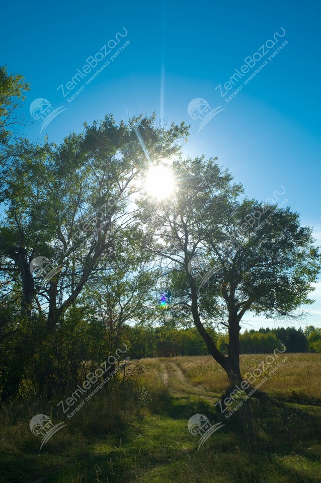 Фото Ясный Сокол 6